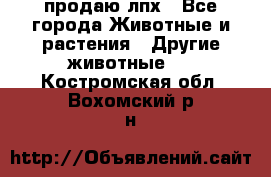 продаю лпх - Все города Животные и растения » Другие животные   . Костромская обл.,Вохомский р-н